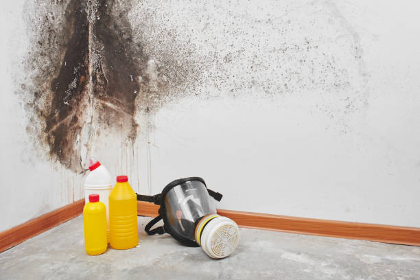 Best Certified Mold Removal  in Beatrice, NE
