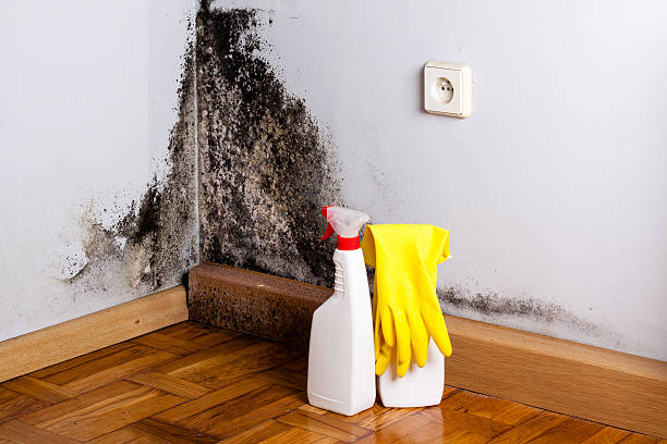 Best Attic Mold Removal  in Beatrice, NE