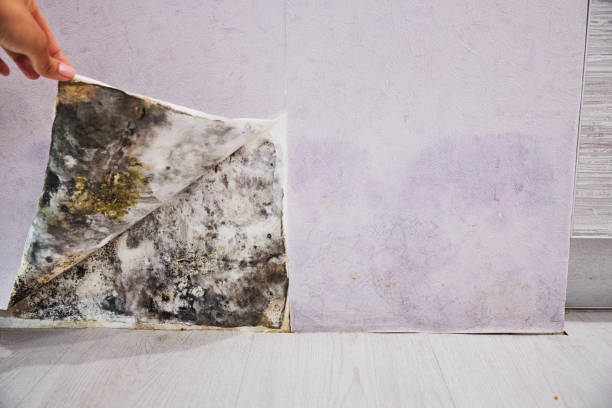 Best Local Mold Removal Service  in Beatrice, NE
